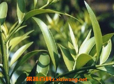 竹柏如何养殖 竹柏盆栽的养殖方法