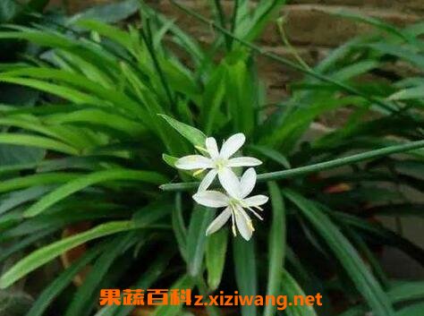 吊兰的功效与作用 吊兰的药用价值