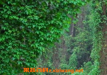 常青藤的养殖方法和注意事项