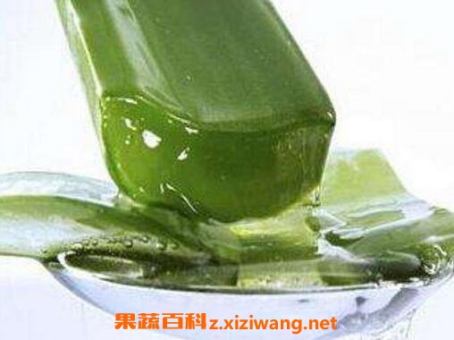 如何用芦荟涂脸 新鲜芦荟涂脸正确方法