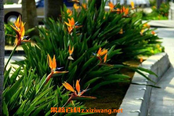 鹤望兰适合养家里吗 鹤望兰冬天怎么养