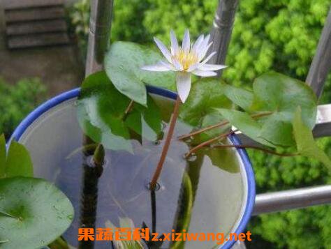 水培睡莲如何操作 水培睡莲无土方法步骤