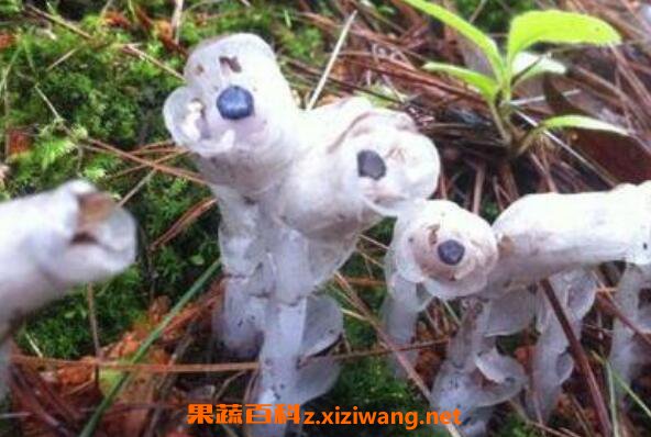 水晶兰花语和图片 水晶兰的药用价值