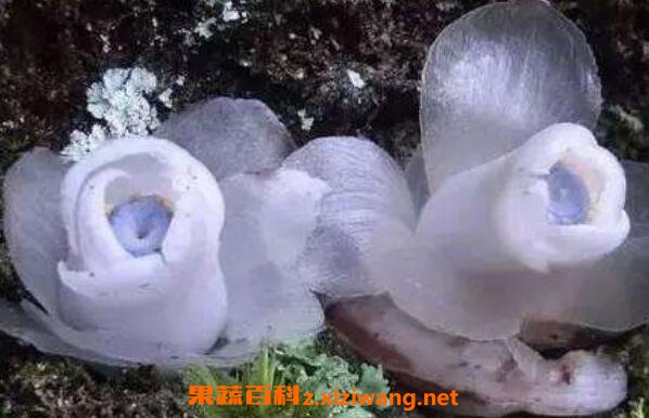 水晶兰花语和图片 水晶兰的药用价值
