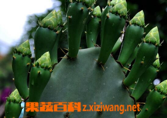 仙人掌的保健功效与作用 仙人掌能治疗哪些疾病