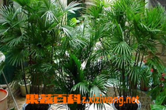 凤尾竹的功效与作用 凤尾竹的药用功效
