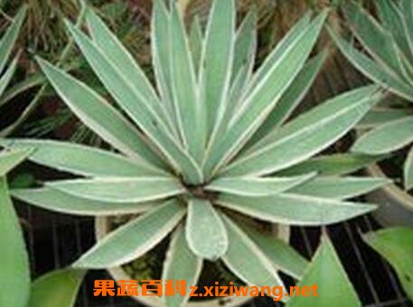 银边龙舌兰的养殖方法和注意事项