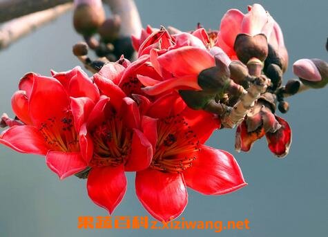 木棉花泡水喝的功效与作用