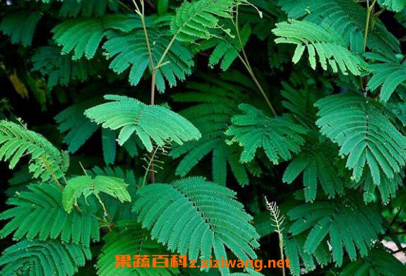 含羞草怎么养 含羞草的养殖方法和注意事项