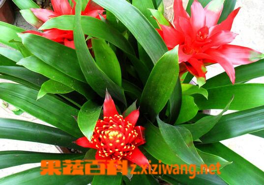 凤梨花如何养殖 凤梨花的养殖方法技巧