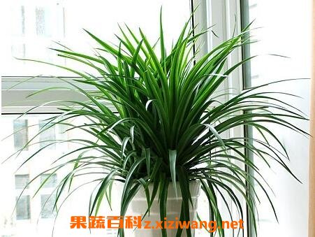 植物龙铁怎么养殖 龙铁的养殖方法技巧