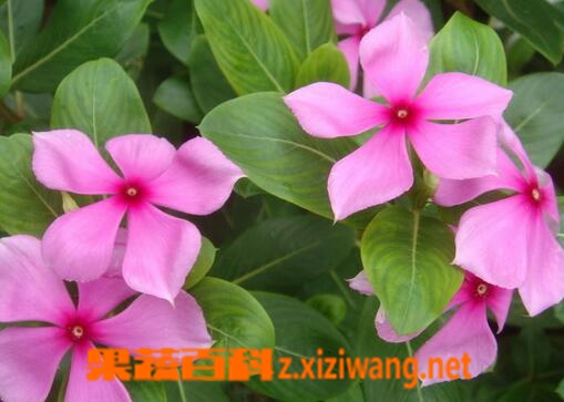 长春花的常见病害有哪些 长春花的病害防治