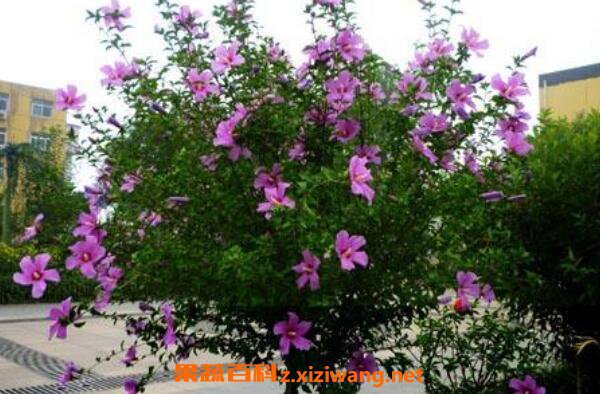 木槿花的功效与作用 木槿花怎么吃