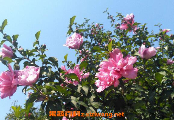 木槿花的功效与作用 木槿花怎么吃