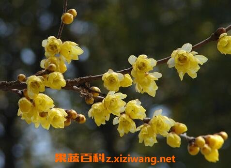 黄梅花的药用价值与功效