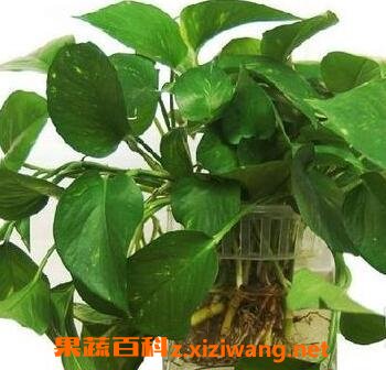 绿萝的养殖方法与注意事项
