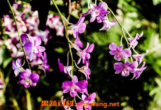 石斛兰如何养殖 石斛兰的养殖方法