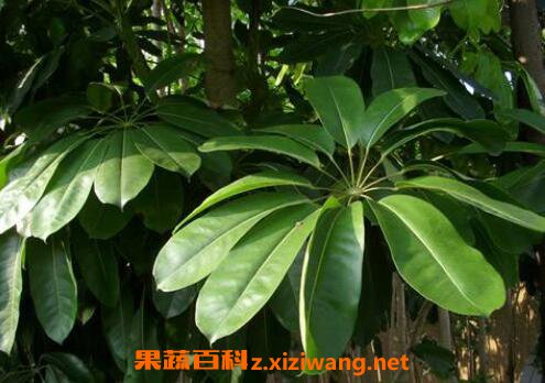 鸭脚木的养殖方法和注意事项