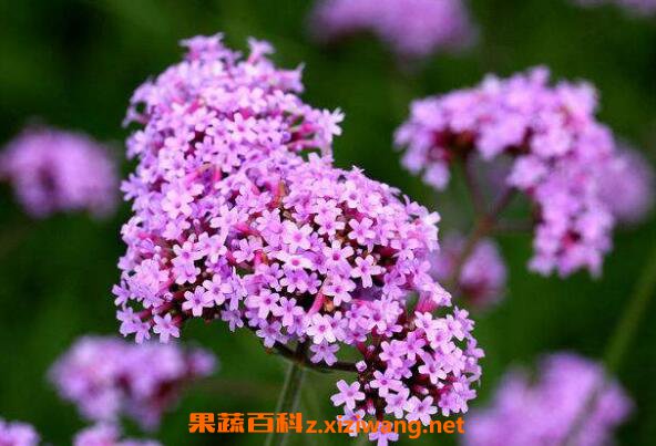 柳叶马鞭草如何种植 柳叶马鞭草种植方法