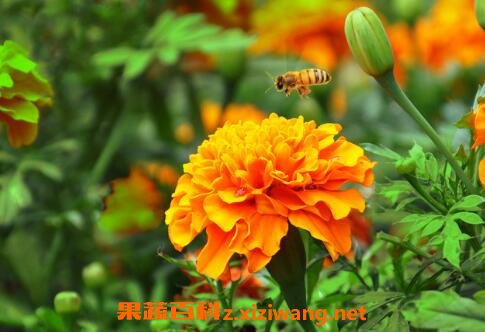 臭菊花的养殖方法和注意事项