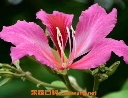 紫荆花的养殖方法 紫荆花的栽培与养护管理