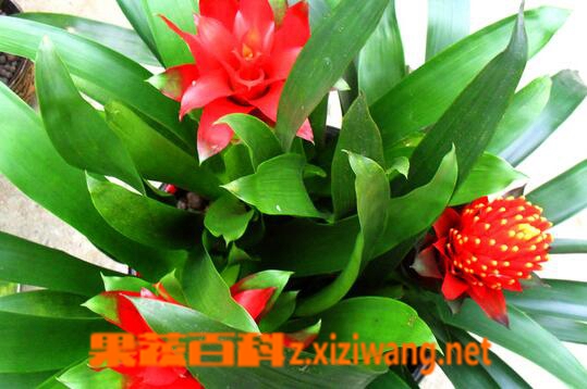 凤梨花的功效与作用