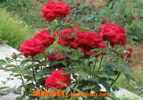 月季花冬天的养殖方法和注意事项