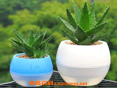 生吃芦荟的功效与作用 芦荟可以生吃吗