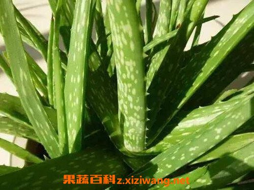 生吃芦荟的功效与作用 芦荟可以生吃吗