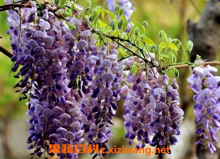 鸡藤花的功效和作用及禁忌