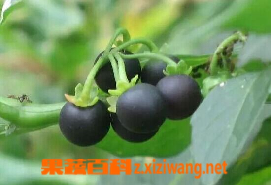 龙葵果能吃吗 龙葵果怎么吃