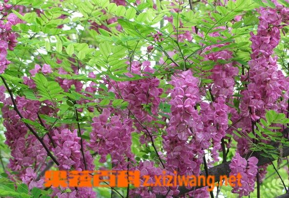 紫槐花的功效与作用