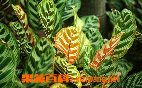 麒麟掌的养殖方法和养殖技巧