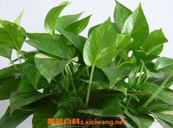 绿萝吊兰的养殖方法和养殖注意事项