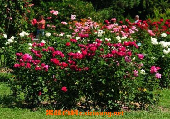 玫瑰花怎么养 玫瑰花的养殖方法技巧