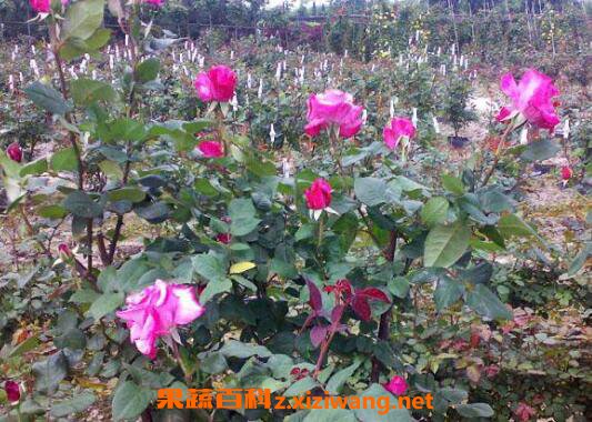 玫瑰花怎么养 玫瑰花的养殖方法技巧