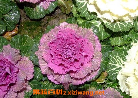 羽衣甘蓝的种植技巧和病虫害防治