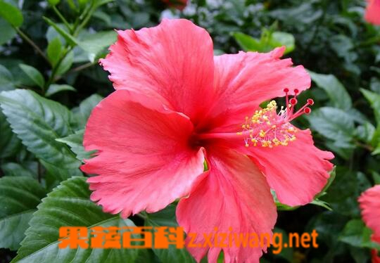 扶桑花的功效与作用 扶桑花能治哪些疾病