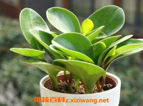 碧玉的养殖方法和注意事项