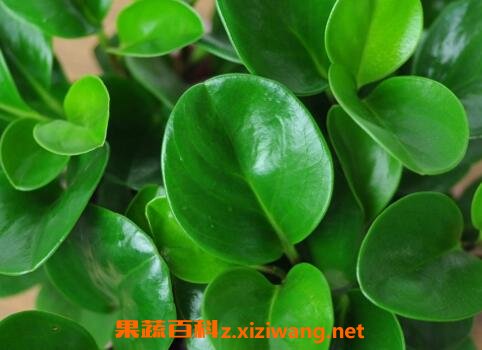 碧玉的养殖方法和注意事项