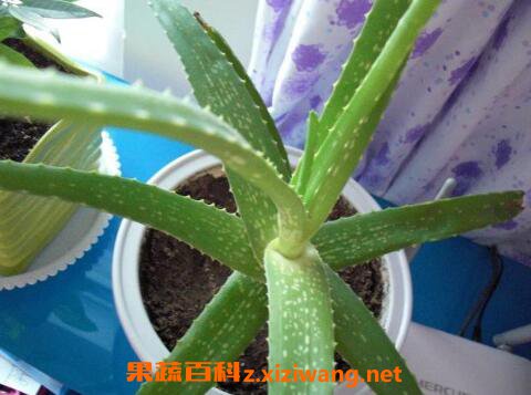 芦荟怎么养才长得好 芦荟怎么养才能更旺盛