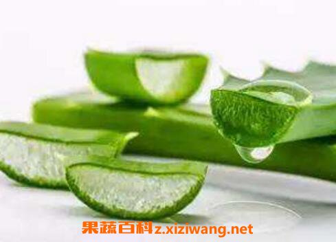 芦荟怎么养才长得好 芦荟怎么养才能更旺盛