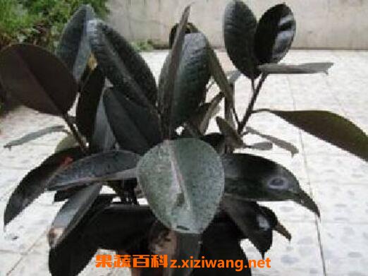 黑金刚怎么扦插 黑金刚的扦插方法技巧