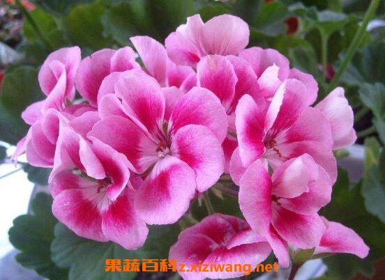 天竺葵如何养殖 天竺葵的养殖方法