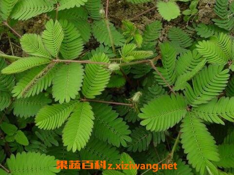 含羞草怎么养 含羞草的养殖方法技巧