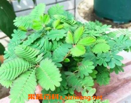 含羞草怎么养 含羞草的养殖方法技巧