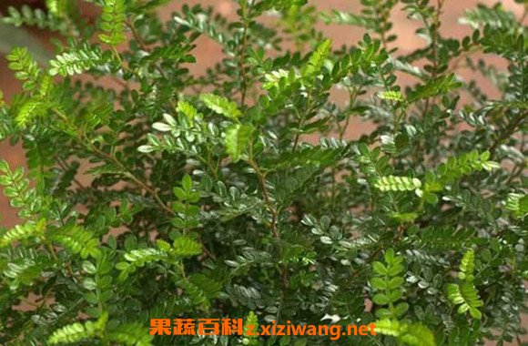 胡椒木和清香木的区别