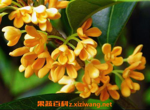 桂花的功效与作用 桂花的基本知识