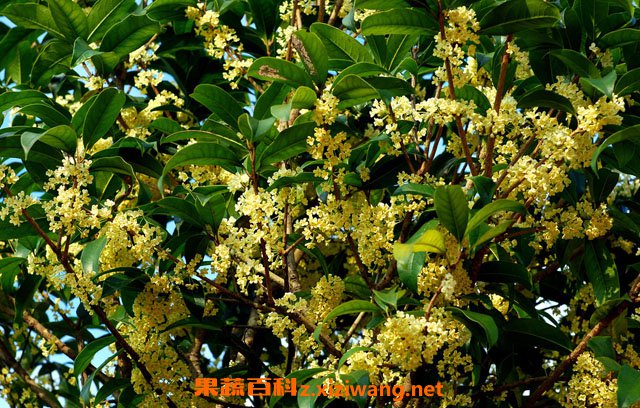 桂花的功效与作用 桂花的基本知识