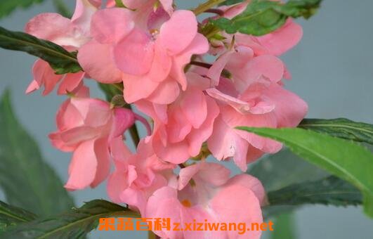 凤仙花的药用价值与功效